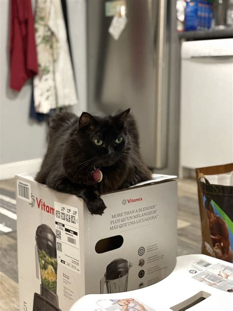 They bought a blender. Three weeks later, their cats continue to hold