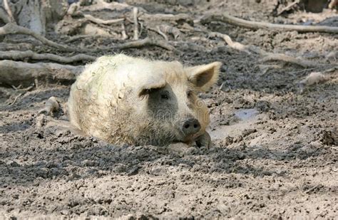 4296 Pig Mud Photos Free And Royalty Free Stock Photos From Dreamstime