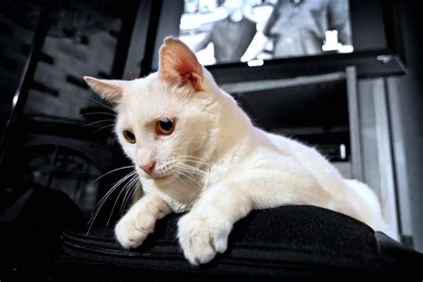 Find my pet a home. What do I need to know about house cats if I keep chickens ...