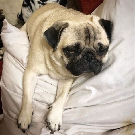 16 Pugs Sleeping Positions How To Sleep Comfortably The Paws