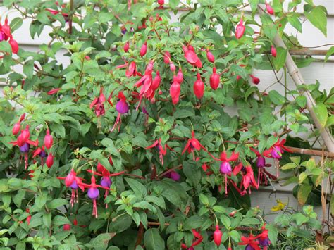 Hardy Fuchsia