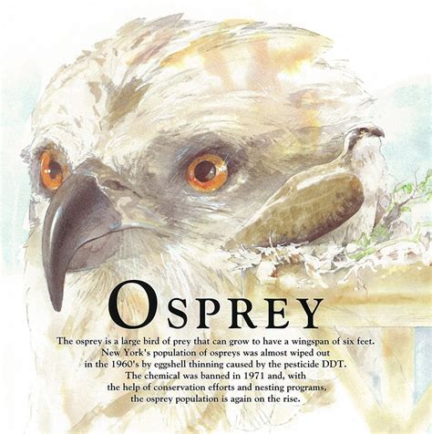 Osprey Jack Graber Illustrationjack Graber Illustration