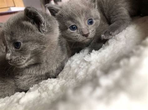 Russian Blue Kittens For Sale Adoption From Bay Of Plenty