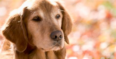 5 Great Ways To Improve Life For Your Senior Dog