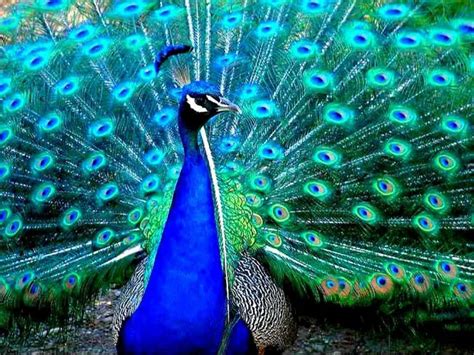 The Incredible Colors Of The Peacock