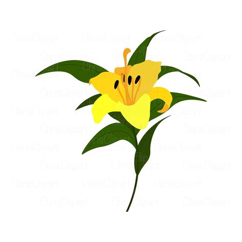 Lily Flowers Svg Lily Flower Svg Lily Svg Flower Svg Lily Etsy