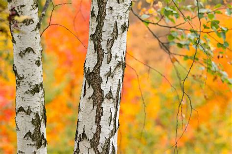 5 Reasons Why You Shouldnt Peel Off Birch Tree Bark Tree Journey