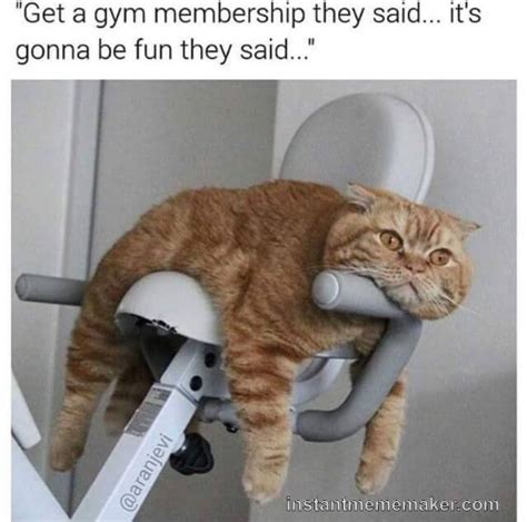 Gym Cat Instant Meme Maker Facebook Humor Funny Funny Pictures