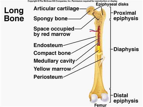 Long Bone Labeled Medullary Cavity Label The Parts Of A Long Bone