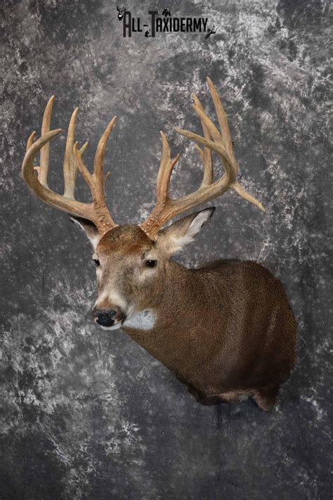 Whitetail Deer Taxidermy Shoulder Mount For Sale Sku 1324 All Taxidermy