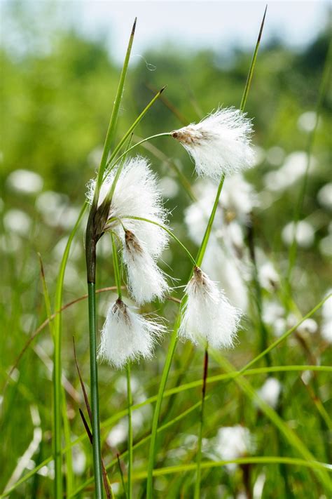 Cotton Grass Eriophorum Angustifolium North Carolina Extension