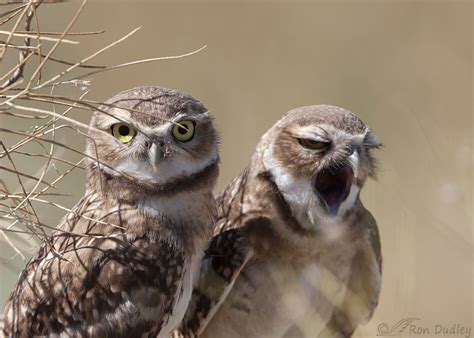 Young Burrowing Owl Siblings Doing Their ‘cute Thing Feathered