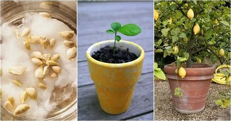 How To Grow A Lemon Tree From Seed No Matter Where You Live