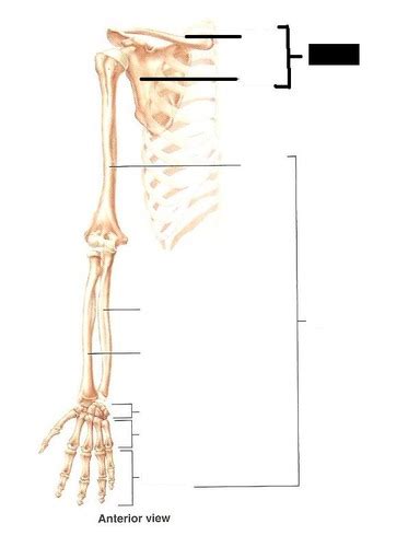 Anatomy Appendicular Skeleton Flashcards Quizlet