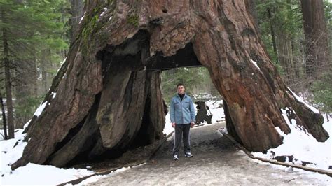 Some of the oldest and largest trees in the world, the sequoia are on full display in this wonderful park which was formed to save the last few of them from the logger's blade. Calaveras big trees state park - YouTube
