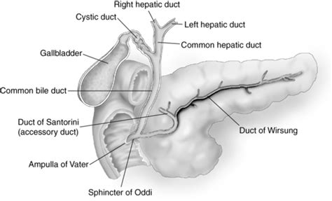 Distal Pancreas Anatomy