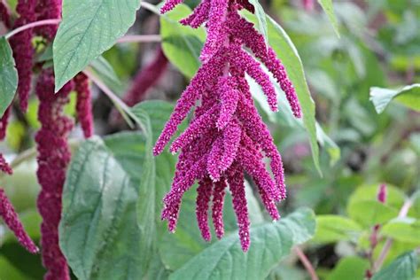 Best Practices To Grow Amaranth From Seed To Harvest A Complete Guide