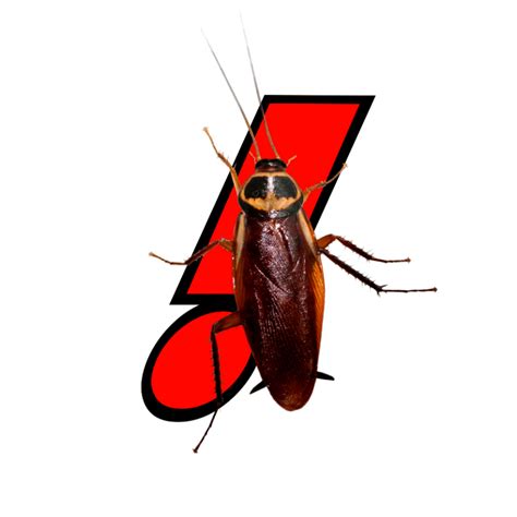 Pairing experience with rigorous training and advanced pest control techniques allows us to give you the highest caliber of service, protecting your property from nuisances like Pest Control Service - ACTION PEST & WEED MANAGEMENT