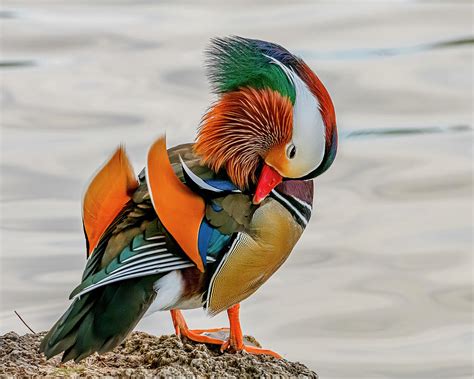 Mandarin Duck Preening Photograph By Morris Finkelstein Pixels