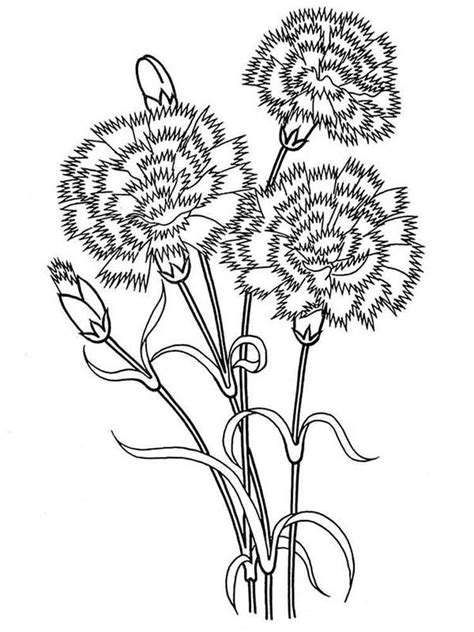 Check out some of our favorite carnation coloring pages. Carnation flower coloring pages. Download and print ...