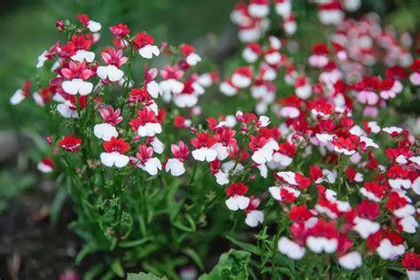 10 Beautiful Bold Red Annuals For Your Garden Garden Lovers Club