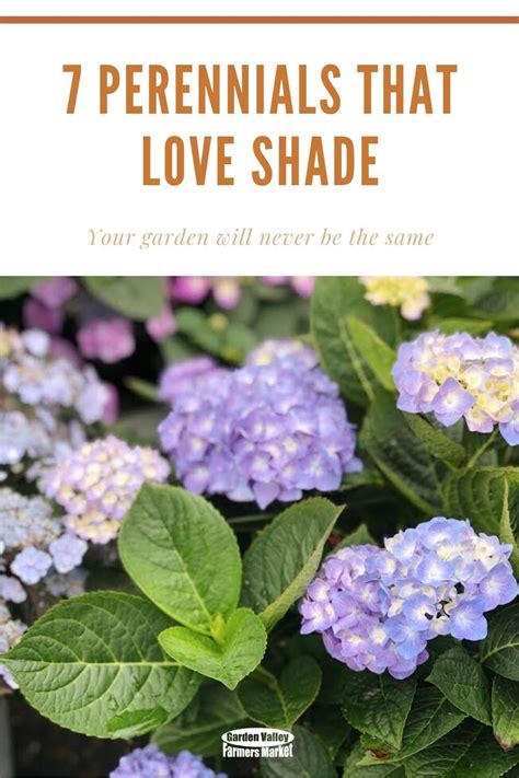 Tall Shade Perennials 10 Flowering Plants That Bloom In The Shade Artofit