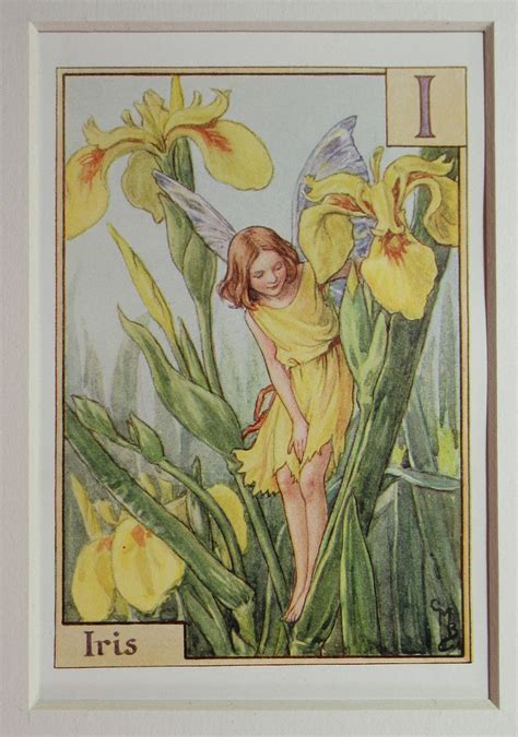Alphabet Flower Fairiesfairy I For Iris Wild Iris Fairy Etsy