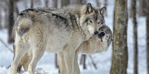 Lobo Animal Información Comportamiento Hábitat Características