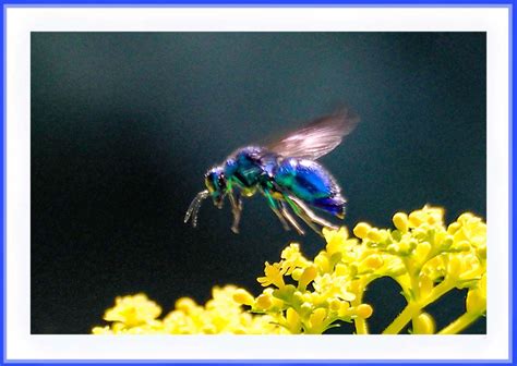 幸せを呼ぶ青い蜂 | GANREF