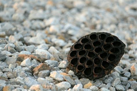 The Fear Of Holes Trypophobia Test Causes And Symptoms