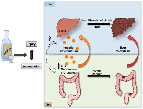 Gut Liver Axis In The Patho Physiology Of Alcoholic Liver Disease