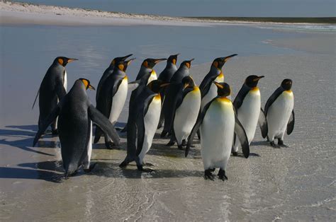 Filefalkland Islands Penguins 42 Wikimedia Commons
