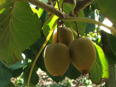 The most common cultivar group of kiwifruit (actinidia deliciosa 'hayward') is oval, about the size of a large hen's egg: Golden KiWi FRUIT