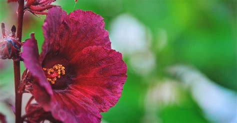 How To Grow Edible Hibiscus Flowers In Your Garden