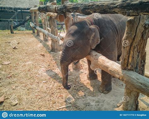 Baby Elephant In Their Corral Stock Image Image Of Close