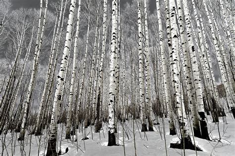 Aspen Trees In Winter Photograph By Eric Glaser Pixels