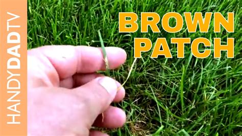Brown Patch Dollar Spot Treatment Lawn Care 2018 Youtube