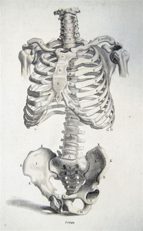 Torso Skeleton Anatomy Drawing Skeleton Back View High Res Stock