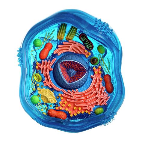 If exchange were limiting, then animal cells would be as small as bacterial cells. Model Of An Animal Cell Photograph by Science Photo Library