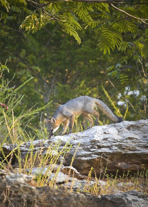 Juvenile Gray Fox On Bluff At Sunrise Photo Michael Dougherty Photos
