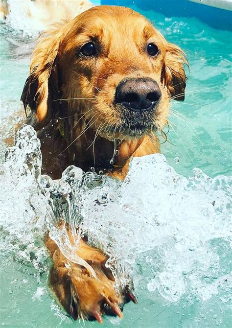 Dog Swimming Pool Johns Creek Alpharetta Roswell Its A Dogs Life
