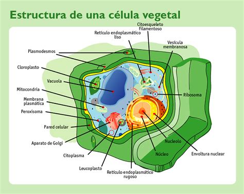 La Celula La Celula Vegetal Sus Partes