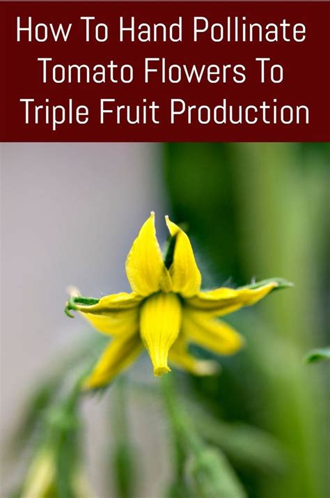 how to hand pollinate tomato flowers to triple fruit production in 2021 pollination tomato