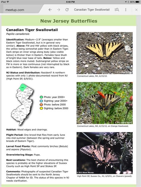 Canadian Tiger Swallowtail Canadensis Swallowtail Black Stripes