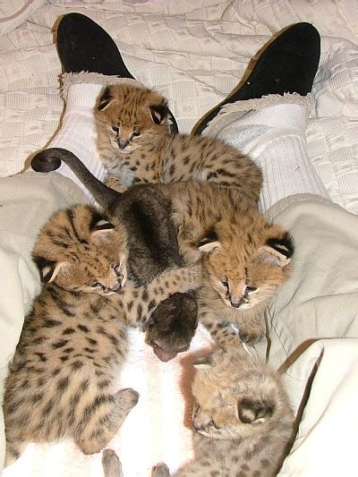 A raffle is being held to raise money for the kitten's enclosure and support, with the winner choosing the cat's name. Distant Cousin: A New Litter of Serval Kitties!