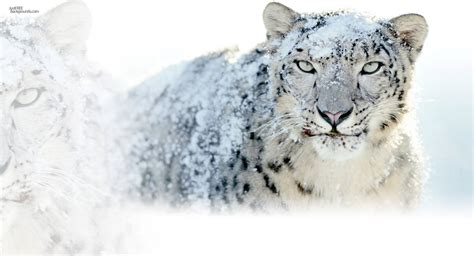 49 Animals In Snow Wallpaper