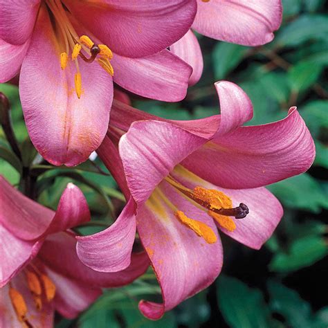 Pink Perfection Trumpet Lily Brecks Premium Bulbs