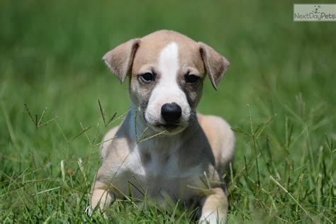 Whippet Puppy For Sale Near Dallas Fort Worth Texas 05d63749 8e61