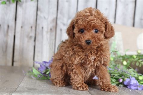 Bridget Female Toy Poodle Puppies Online