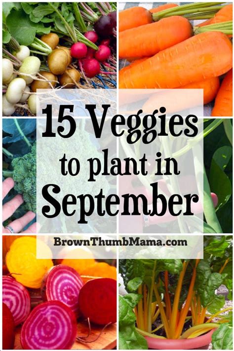 What does it mean to plant in zone 9b? 15 Vegetables to Plant in September {Zone 9} | Organic ...